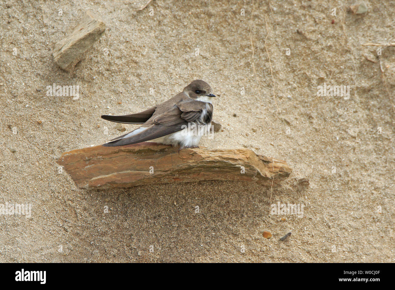 Sand Martin thront auf einem Felsen auf einer Sand wand Mainland Orkney Stockfoto