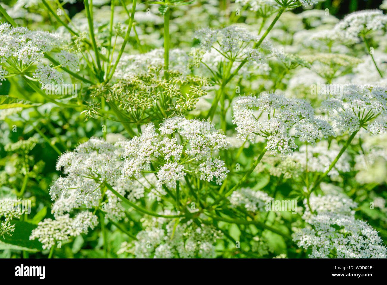 Blick auf eine Wiese weiß Aegopodium podagraria L. Blume allgemein genannt Boden Elder, Kraut, Gerard, Bishop's Weed, goutweed, Gicht Würze und Schnee-in-t Stockfoto