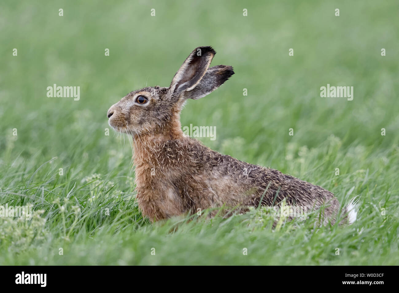 Hase/Feldhase/Europäischen Hare (Lepus europaeus) sitzt auf einer Wiese, aufmerksam zu beobachten, nette Seite, Wildlife, Europa. Stockfoto