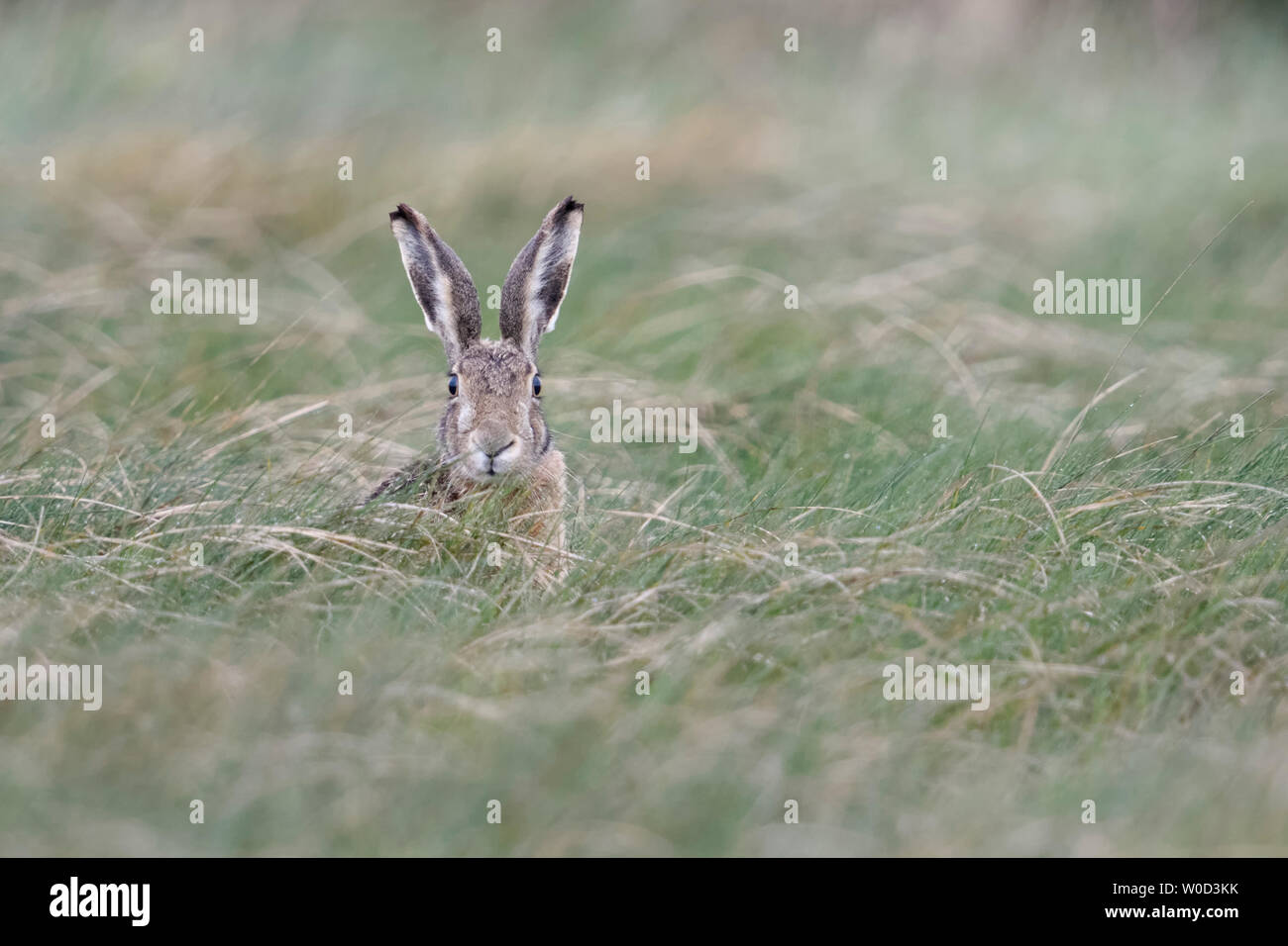 Hase, Feldhase/Europäischen Hare (Lepus europaeus) sitzen im hohen Gras, aufmerksam beobachten, auf die Kamera zu, sieht lustig, Wildlife, Europa. Stockfoto