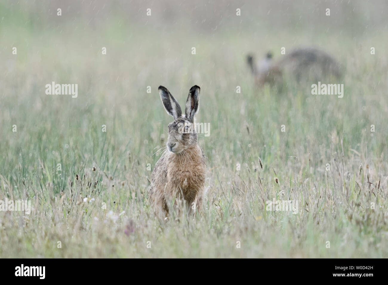 Feldhase/Europäische Hasen/Feldhase (Lepus europaeus), zwei Hasen an einem regnerischen Tag, auf einer Wiese im Regen, wildife, Europa sitzen. Stockfoto