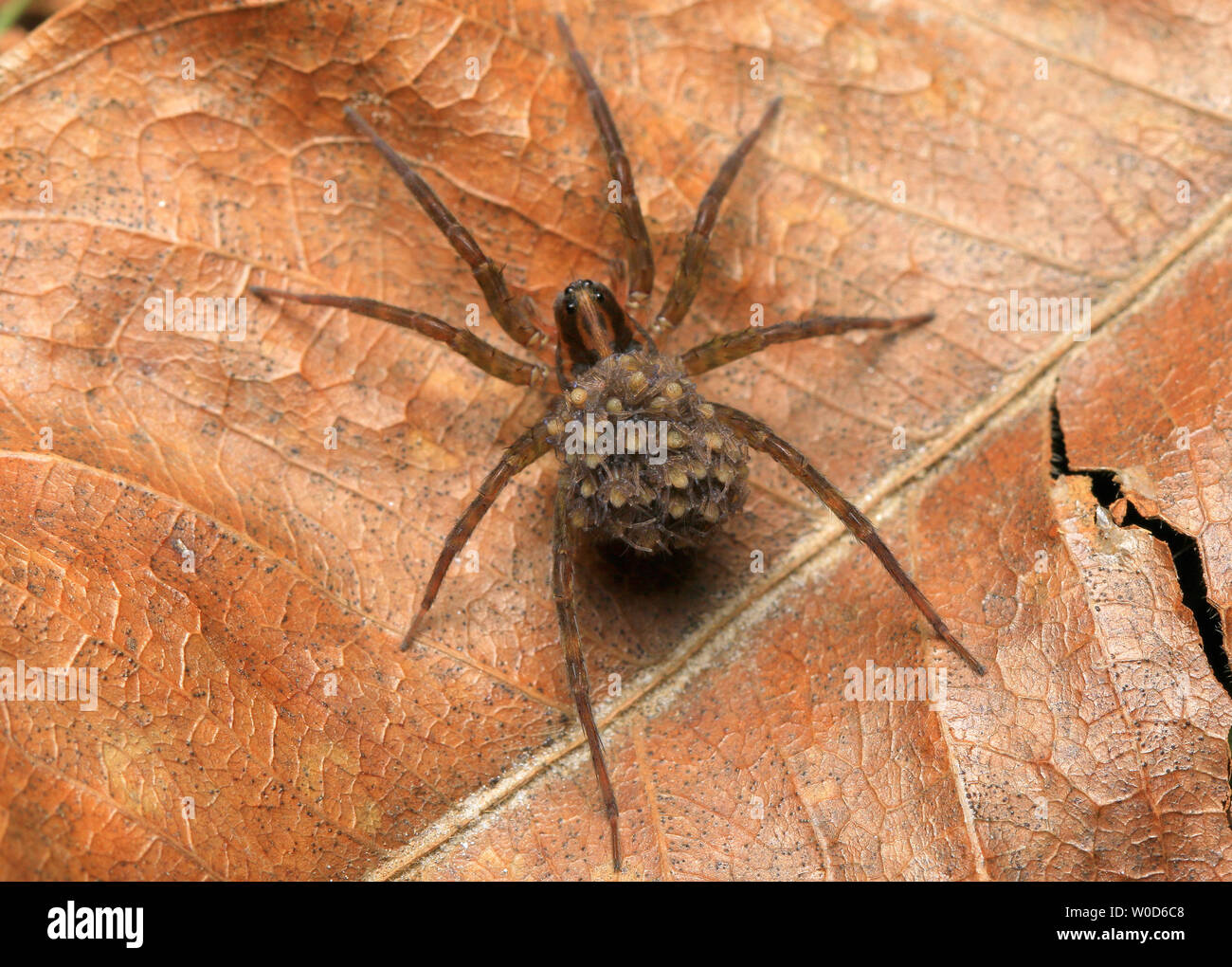 Wolf Spider und Babys Stockfoto