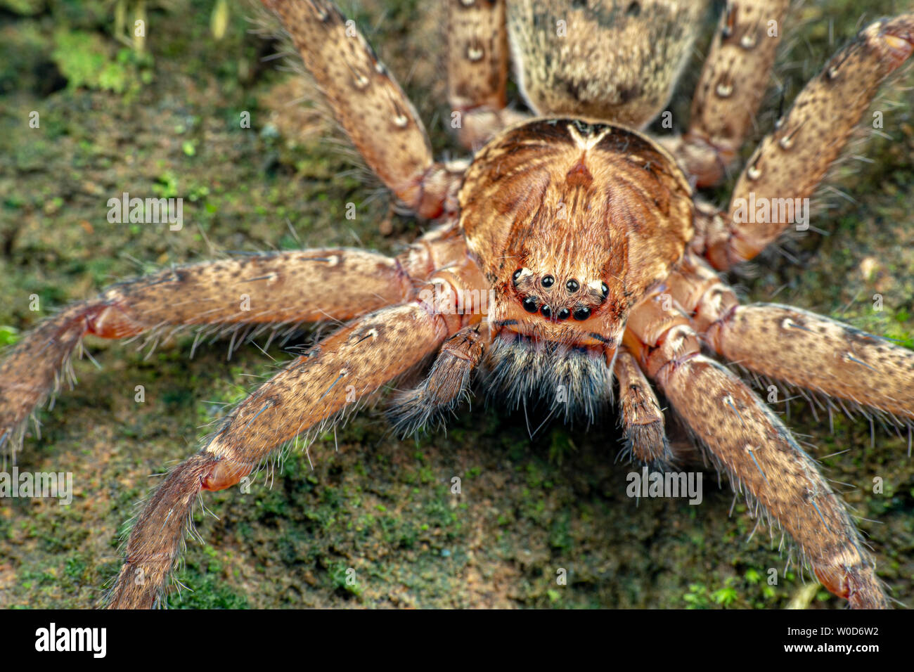 Huntsman Spider, Sparrasidae, Heteropoda, Nahrungssuche im Regenwald bei Nacht Stockfoto