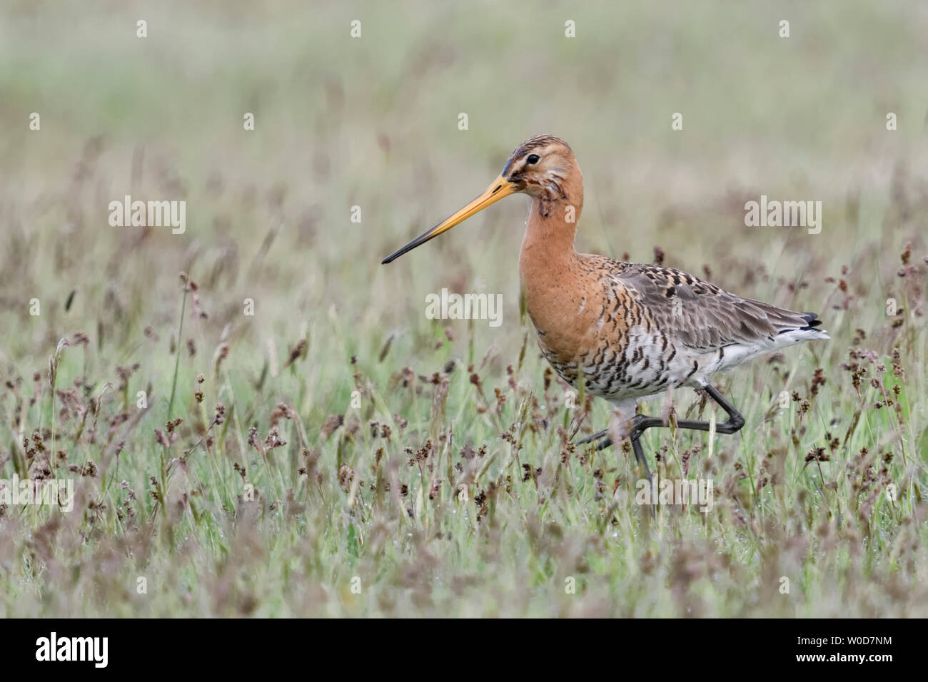 Uferschnepfe (Limosa limosa), Erwachsener, typische wader Vogel, Zucht Gefieder, wandern durch die Feuchtwiesen, Wildlife, Europa. Stockfoto