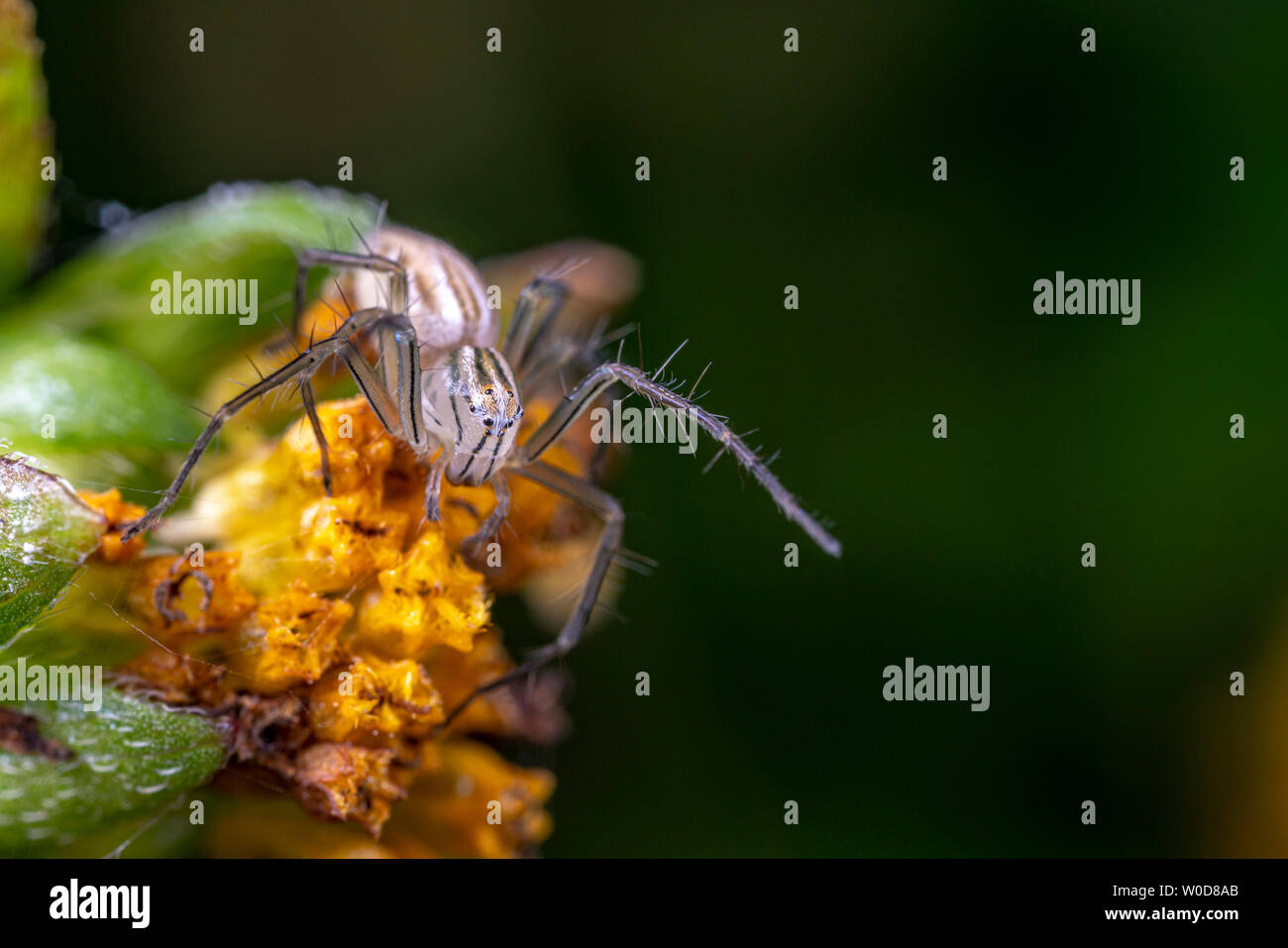 Oxyopes papuanus, der nördlichen lynx Spider, Jagd auf einer Blume Stockfoto