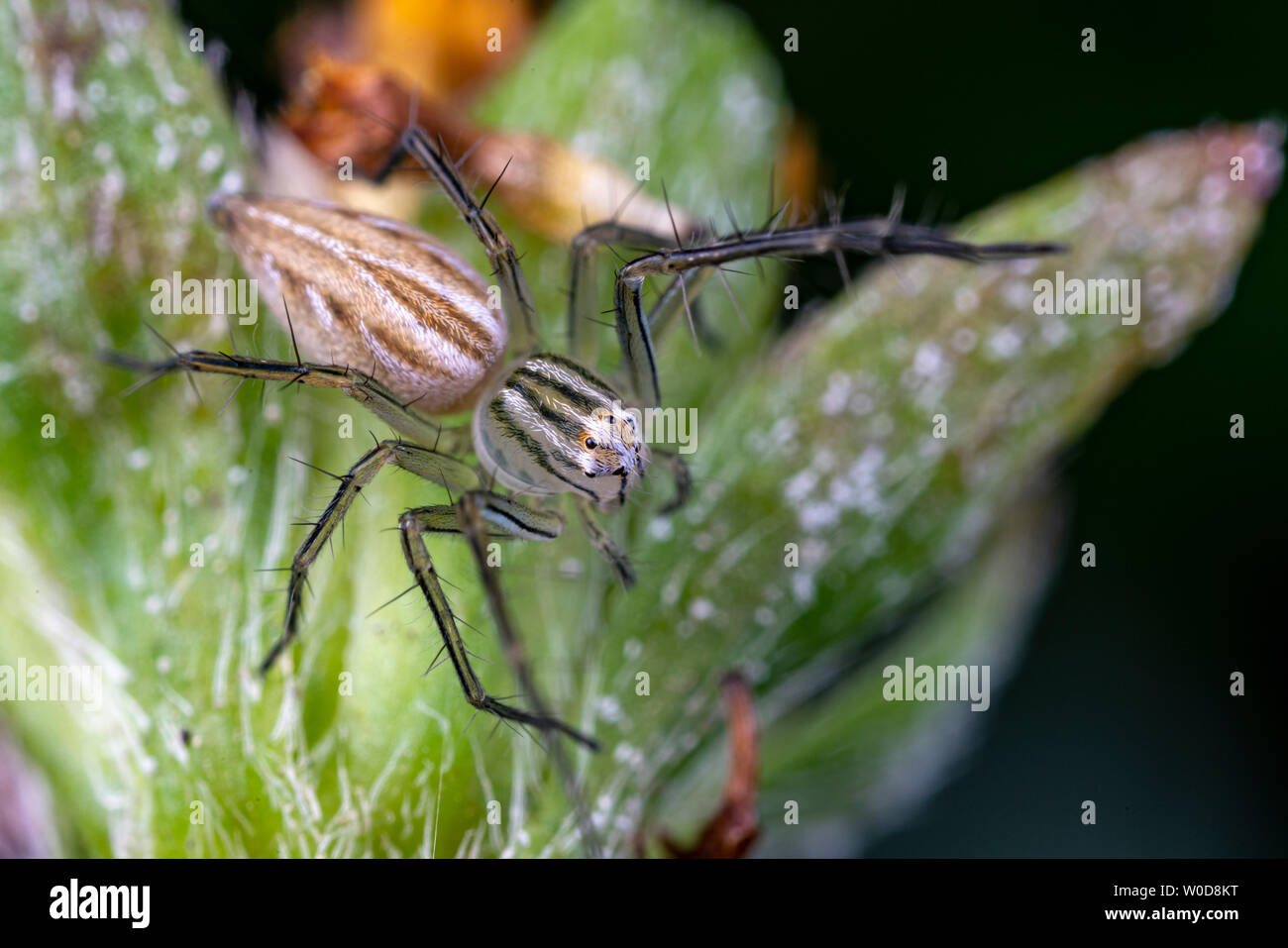 Oxyopes papuanus, der nördlichen lynx Spider, Jagd auf einer Blume Stockfoto