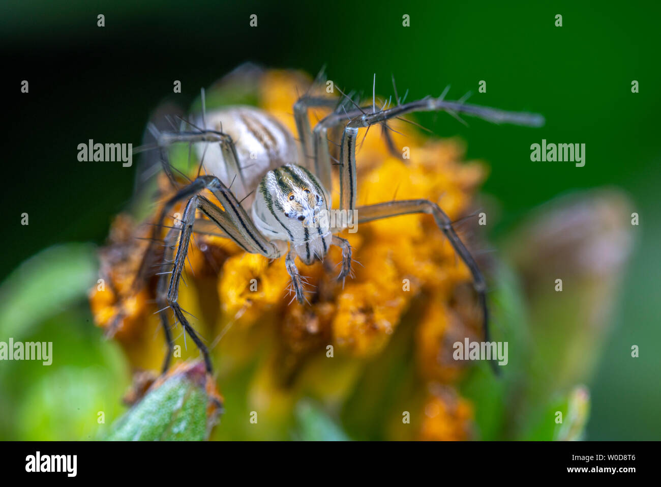 Oxyopes papuanus, der nördlichen lynx Spider, Jagd auf einer Blume Stockfoto