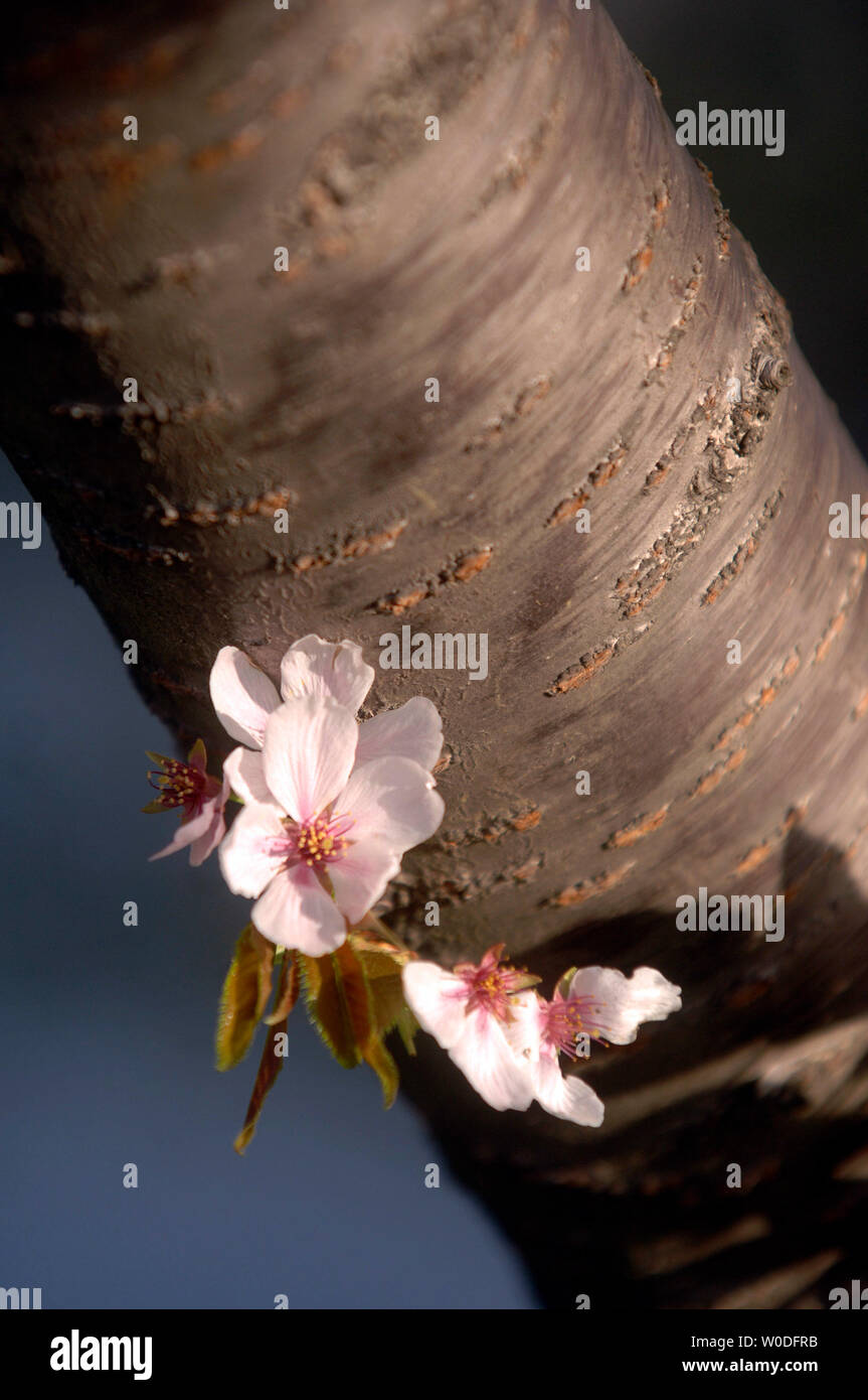 Die Kirschblüte ist in voller Blüte in der Nähe der Tidal Basin in Washington am 5. April 2007 gesehen. Das Blühen der Kirschblüte ist eine jährliche Veranstaltung in Washington gefeiert und signalisiert den Beginn des Frühlings und ehrt die Geschichte von den Bäumen, die erstmals im Jahre 1912 von der ersten Dame Helen Taft und der Viscountess China von Japan gepflanzt wurden. (UPI Foto/Kevin Dietsch) Stockfoto