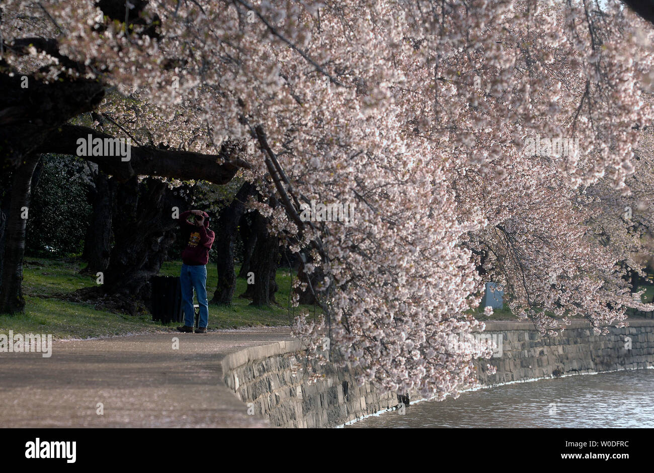 Ein Fotograf macht ein Foto von blühenden fröhlichen Blüten in der Nähe der Tidal Basin in Washington am 5. April 2007. Das Blühen der Kirschblüte ist eine jährliche Veranstaltung in Washington gefeiert und signalisiert den Beginn des Frühlings und ehrt die Geschichte von den Bäumen, die erstmals im Jahre 1912 von der ersten Dame Helen Taft und der Viscountess China von Japan gepflanzt wurden. (UPI Foto/Kevin Dietsch) Stockfoto
