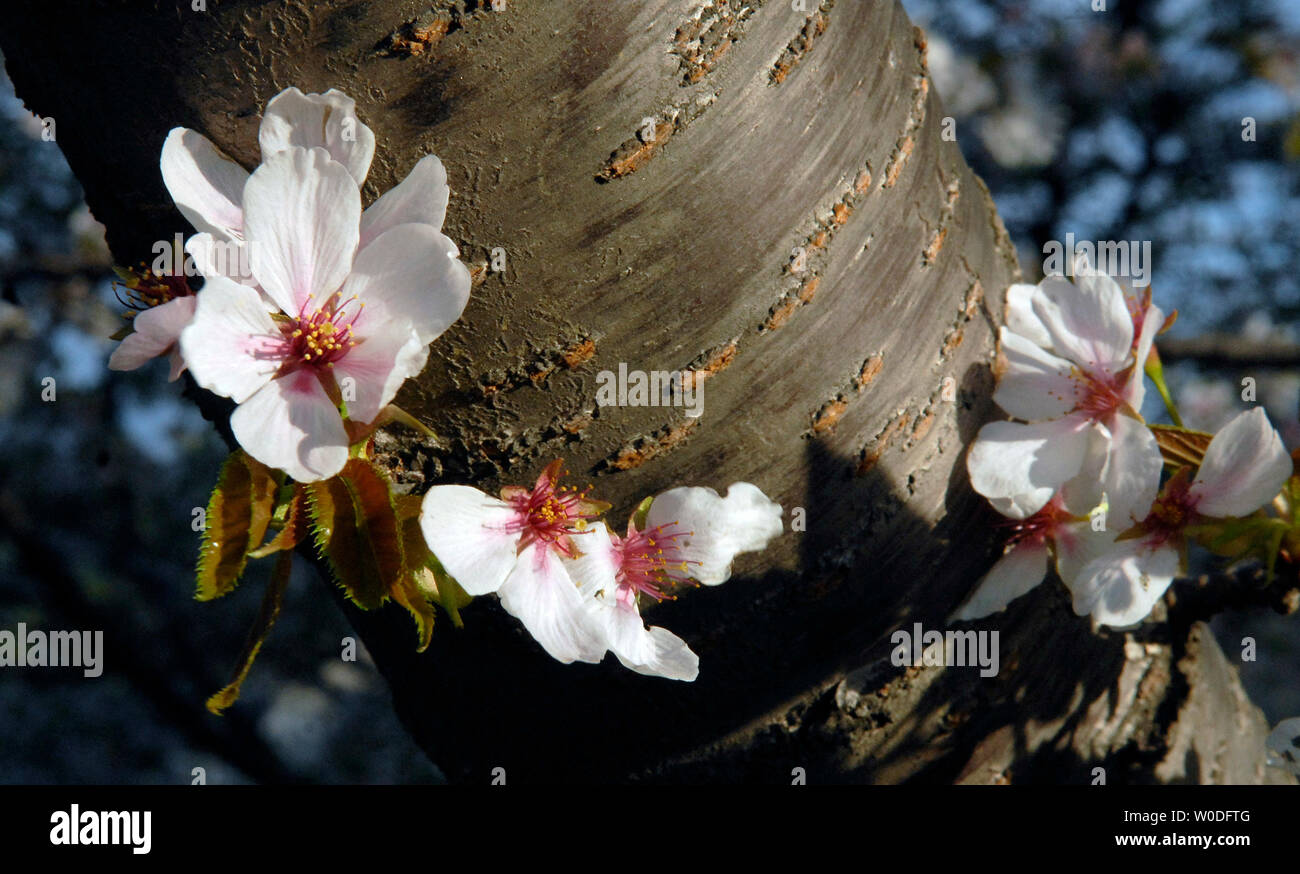 Kirschblüten in voller Blüte sind in der Nähe des Tidal Basin in Washington am 5. April 2007 gesehen. Das Blühen der Kirschblüte ist eine jährliche Veranstaltung in Washington gefeiert und signalisiert den Beginn des Frühlings und ehrt die Geschichte von den Bäumen, die erstmals im Jahre 1912 von der ersten Dame Helen Taft und der Viscountess Chinda von Japan gepflanzt wurden. (UPI Foto/Kevin Dietsch) Stockfoto