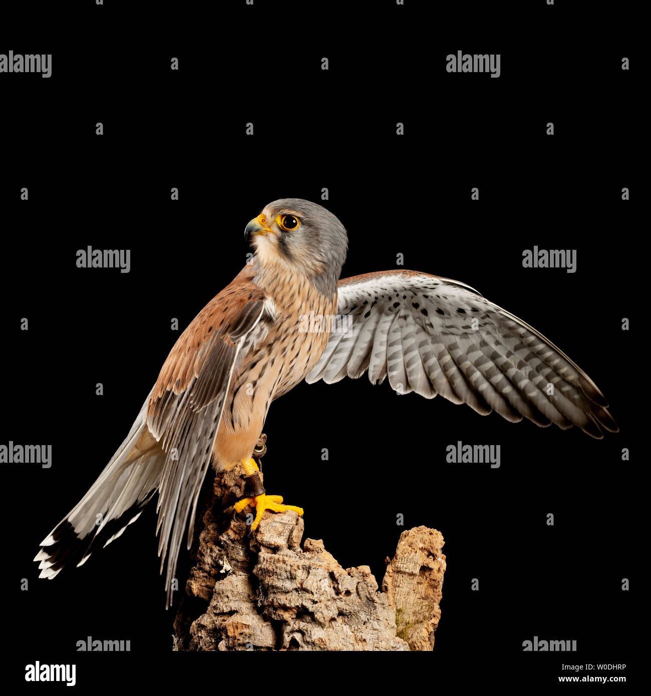 Schöne Porträts von Turmfalke Falco Tinnunculus in Einstellung Studio auf schwarzem Hintergrund Stockfoto