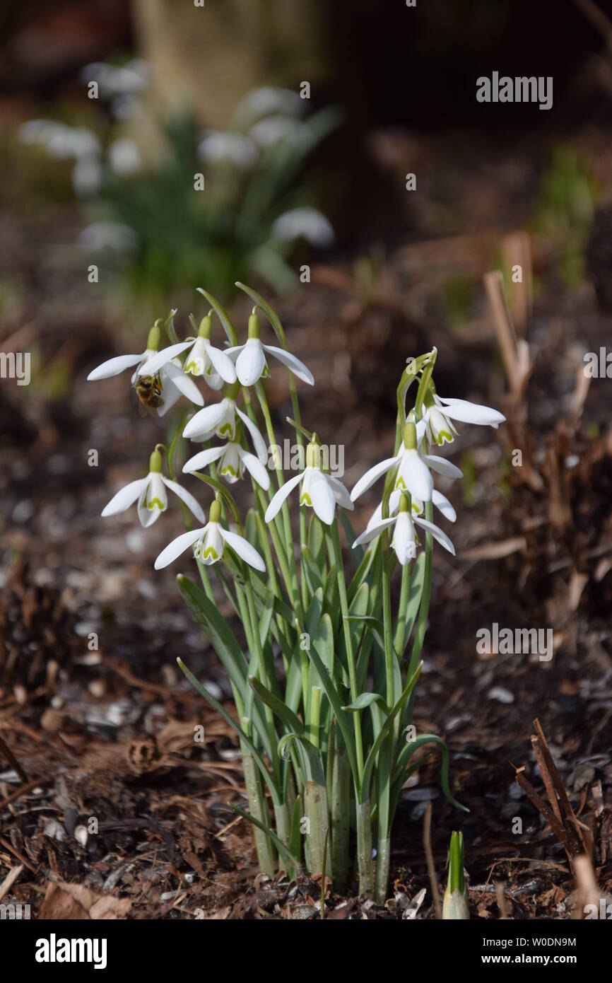 Schneeglöckchen Im Garten Stockfoto