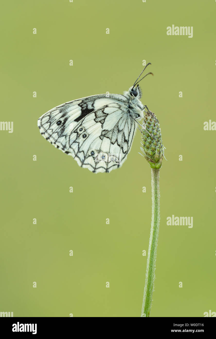 Ein Schachbrettfalter (Melanargia galathea) Schmetterling auf einer Blume roosting Kopf Stockfoto