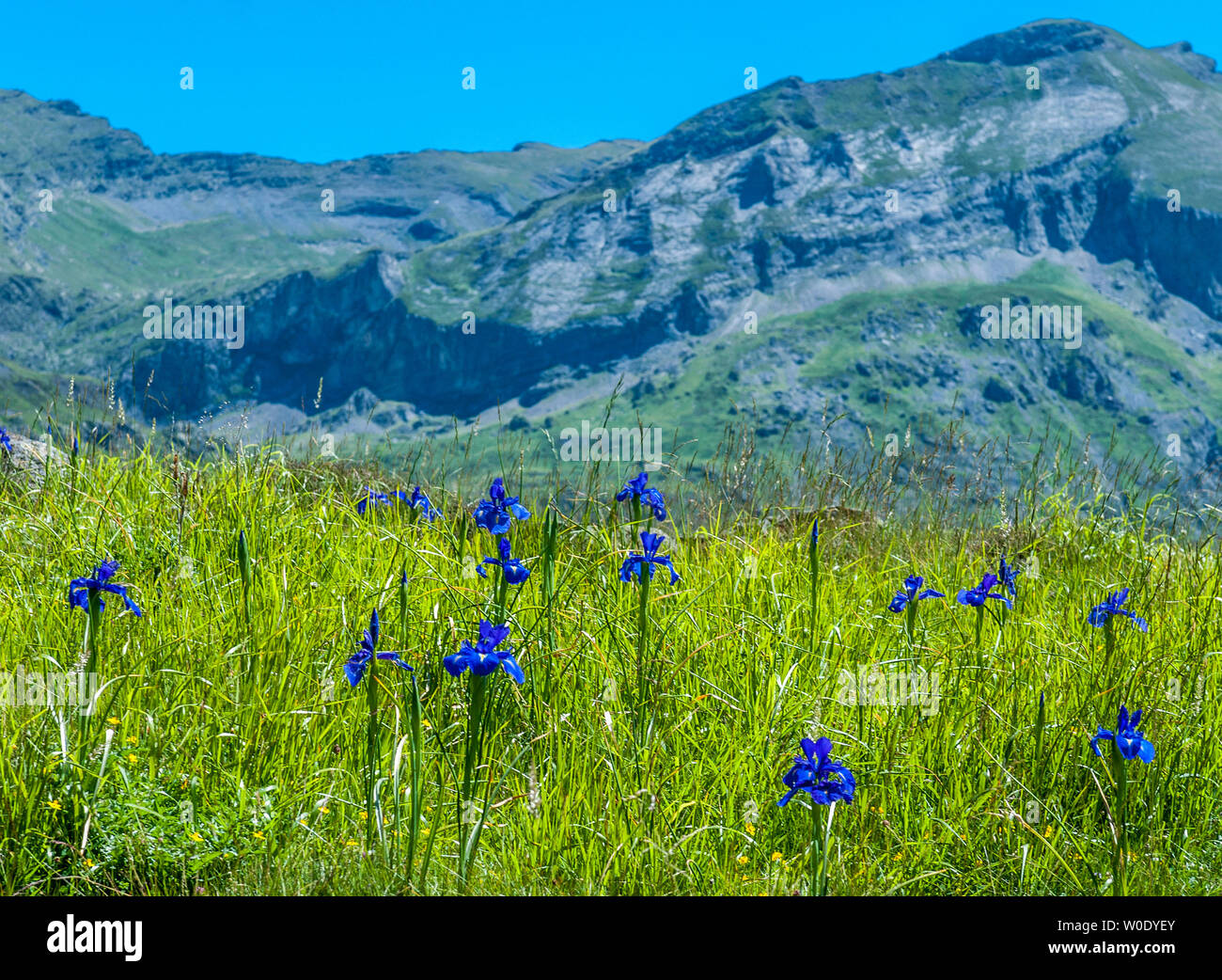 Hautes-Pyrenees, Nationalpark der Pyrenäen, Cirque d'Estaube (UNESCO Weltkulturerbe), Englische Schwertlilie (Iris latifolia) Stockfoto