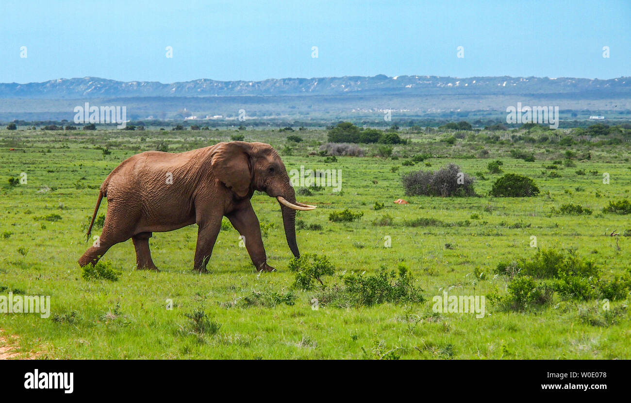 Südafrika Eastern Cape Provinz, Addo Elephant National Park, Afrikanischer Elefant (Loxodonta africana) Stockfoto