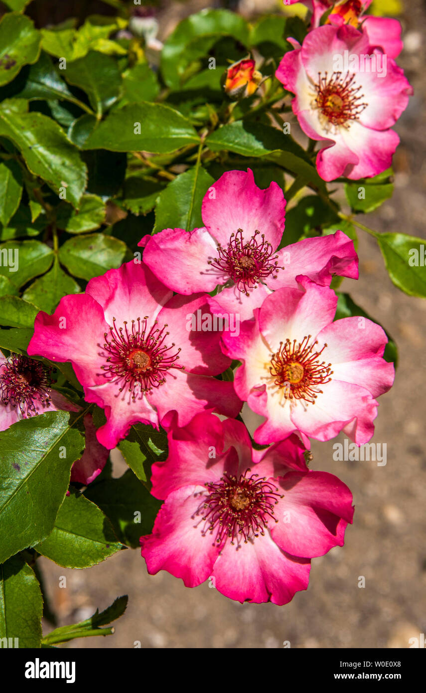 Frankreich, Drôme, Grignan, Francoise de Grignan rose Stockfoto