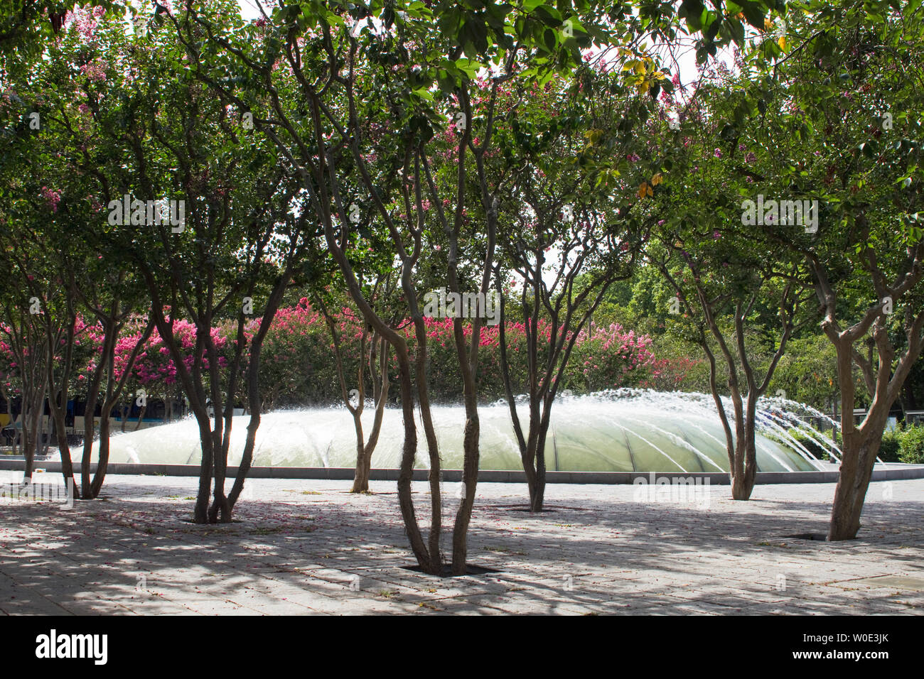 Frankreich, Tours, 37, Platz Leonard de Vinci, Pflanzen, Sträucher, Gare Bezirk Stockfoto