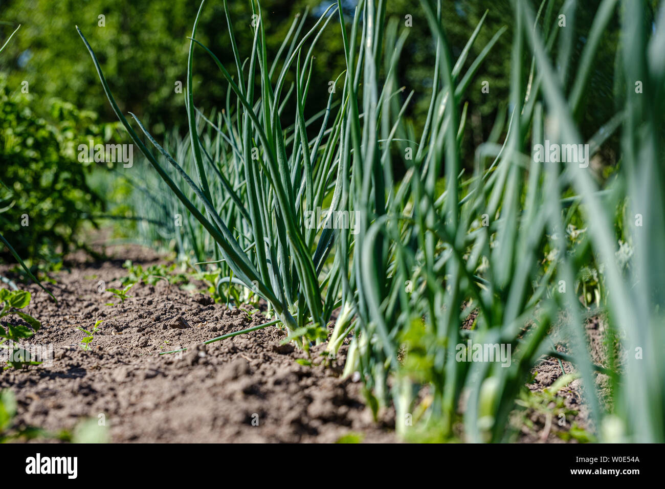 Eco Gartenbau Land Garten Mit Gemuse Zwiebeln Kartoffeln Und