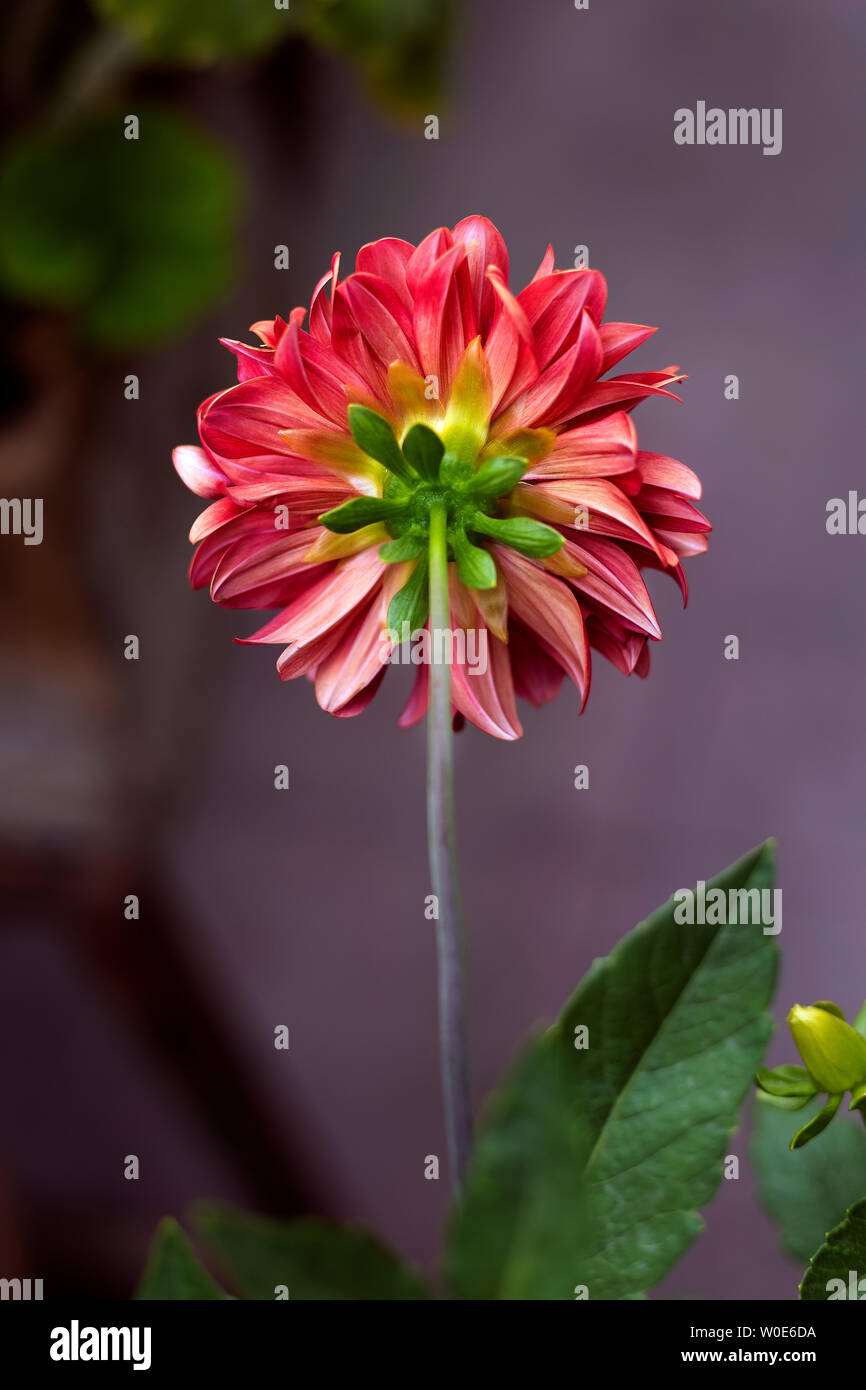 Bunte Daliya Blume im Garten mit natürlichem Licht Stockfoto