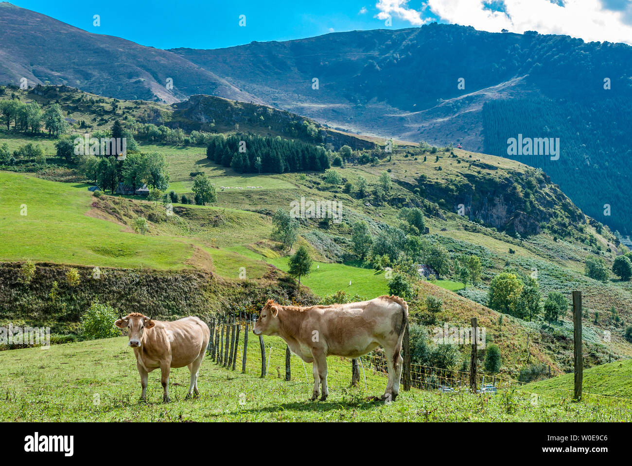 Frankreich, Nationalpark Pyrenäen, Hautes-Pyrénéées, Argelès-Gazost Tal, clim der Hautacam Station, Kühe Stockfoto