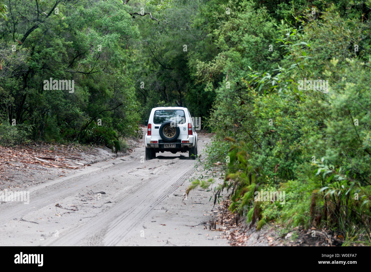 Ein privat geschuldeten Jeep entlang einem Feldweg, tief in den Regenwald auf Fraser Island vor der Küste von Queensland in Australien. Fraser Island ist ein Wor Stockfoto