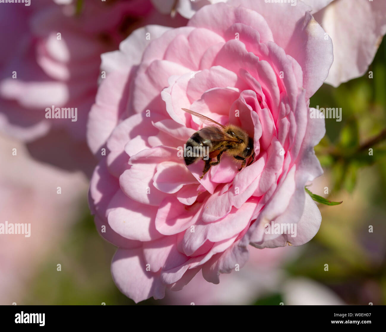Nahaufnahme einer Bee Pollen sammeln von einer Rose Blume Stockfoto