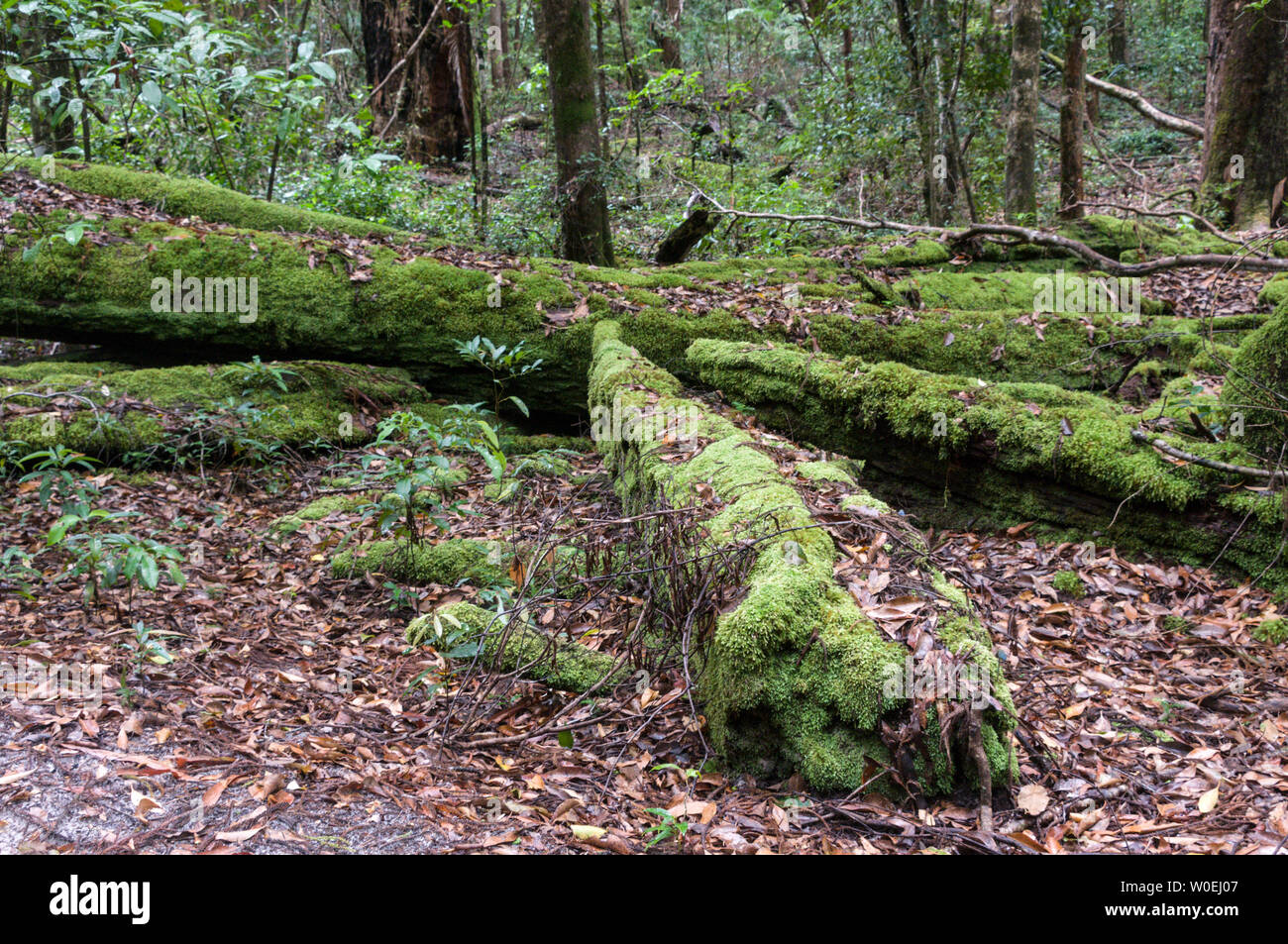 Moos bedeckt Protokolle in den tropischen Regenwald auf der Fraser Insel vor der Sunshine Coast von Queensland, Australien Fraser Island ist ein Weltkulturerbe Stockfoto