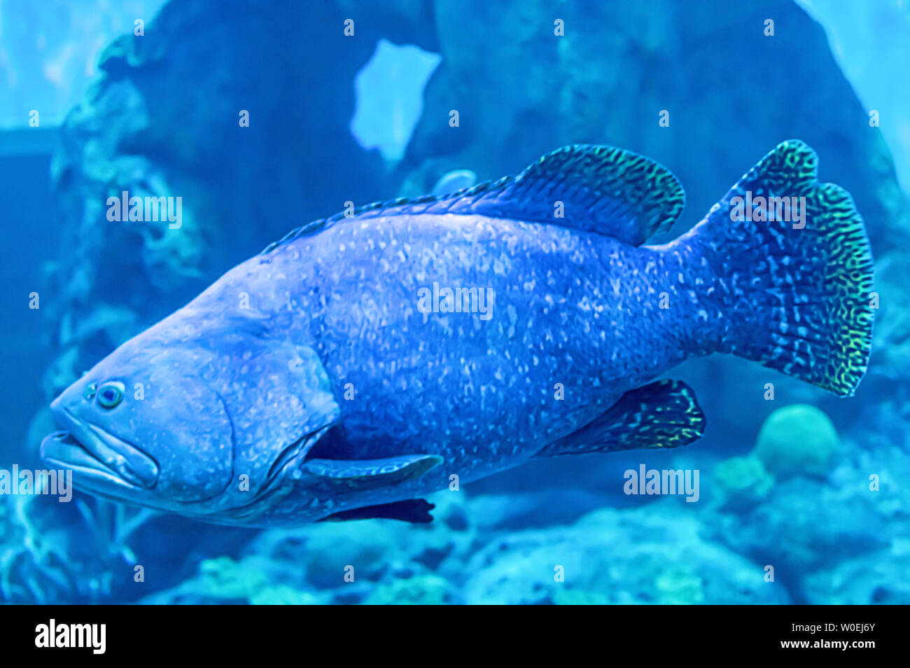 Bunte Fische oder Epinephelus lanceolatus im Meer Hintergrund die Koralle, Thailand. Stockfoto