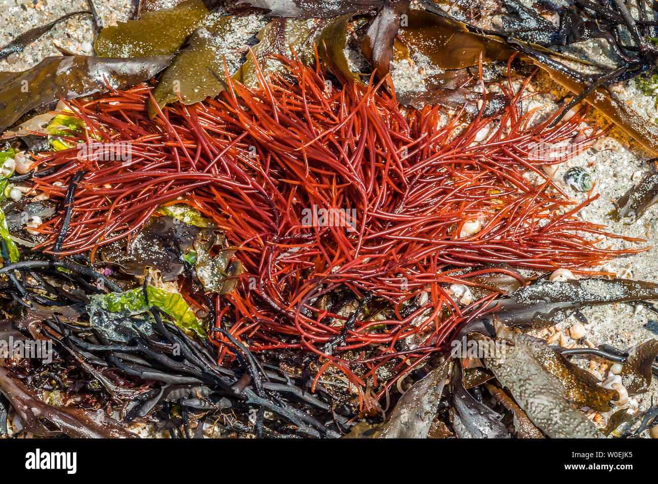 Rote algen auf der Fotos und Bildmaterial in hoher Auflösung Alamy