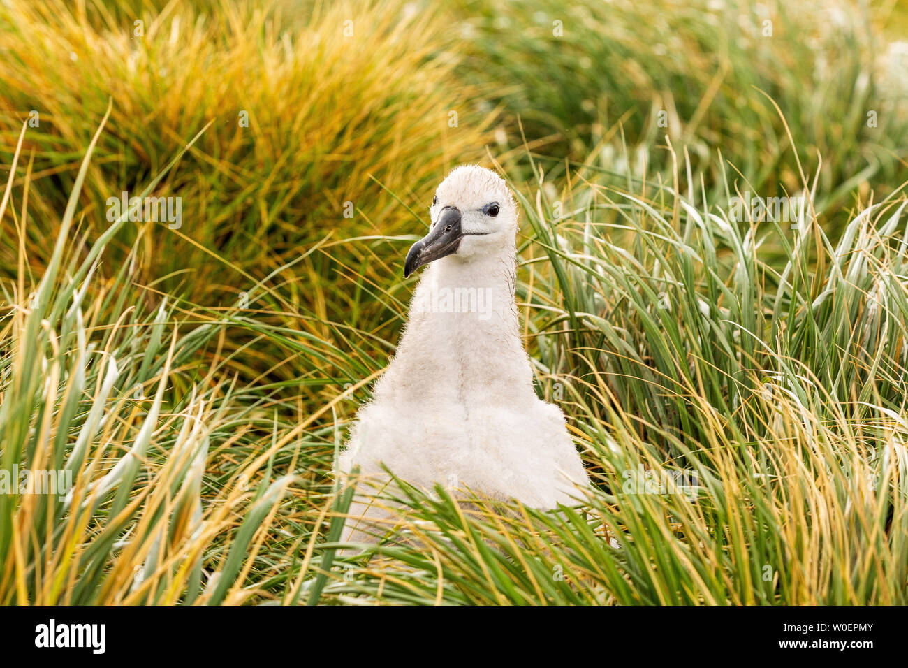 Schwarz tiefsten Albatross Kolonie auf West Point Island, Falkland Inseln. Cute s weiß Küken mit flaumiger Federn und beady schwarze Augen blickt direkt in der Kamera Stockfoto