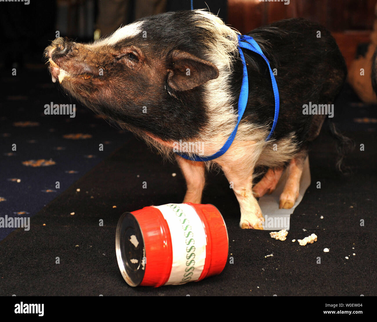 Dudley das Schwein ist auf einem Foto gesehen-op für die Freigabe der Bürger gegen Regierung Abfälle (CAPW) die Freigabe der 2009 Kongress Schwein Buch, das Berichte über das, was die Gruppe zu Schweinefleisch - Faßausgabe in der Bundesregierung, in Washington am 14. April 2009. (UPI Foto/Kevin Dietsch) Stockfoto