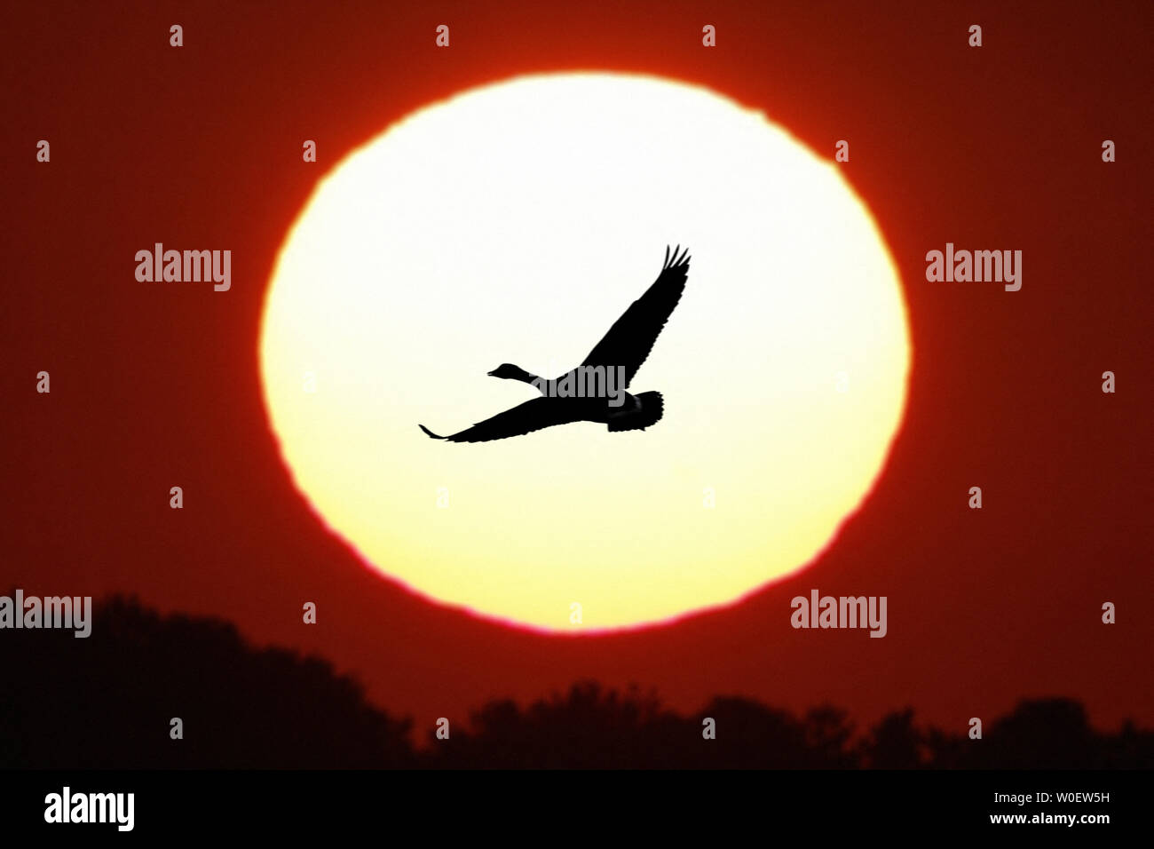 Seine-et-Marne. Disneyland Paris. Natur Dörfer Paris & Center Parcs. Villeneuve die zählen. Künstlicher See und ornithologischen Entwicklung für die Region. Kanadagans (Branta canadensis) Gans als invasive Arten in Seine et Marne, vorbei an der Sonne Stockfoto