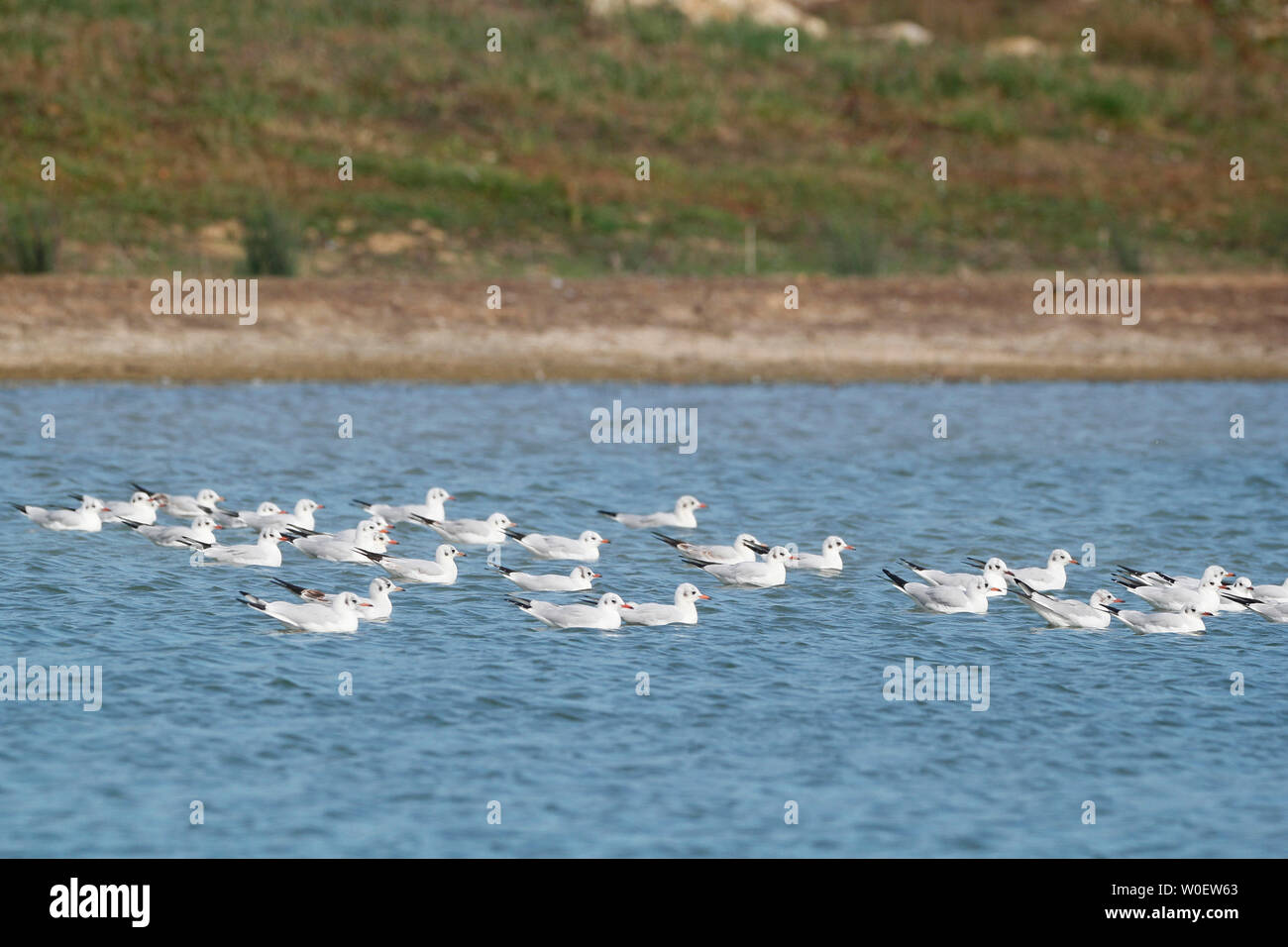 Seine-et-Marne. Disneyland Paris. Natur Dörfer Paris & Center Parcs. Villeneuve die zählen. Künstlicher See und ornithologischen Entwicklung für die Region. Black-headed Möwen (Chroicocephalus ridibundus). Stockfoto