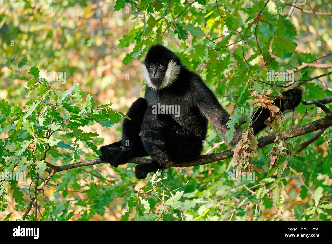 Nahaufnahme einer nördlichen Weiß-whiskered Gibbon (nomascus leucogenys) auf einem Zweig. Stockfoto