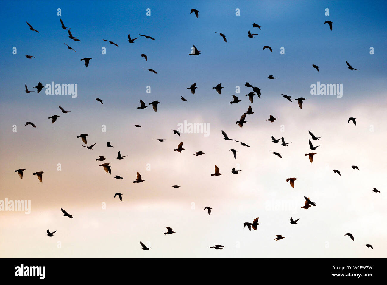 Seine-et-Marne. Disneyland Paris. Natur Dörfer Paris & Center Parcs. Villeneuve die zählen. Künstlicher See und ornithologischen Entwicklung für die Region. Gemeinsame Stare (Sturnus vulgaris) in den Abendhimmel. Stockfoto