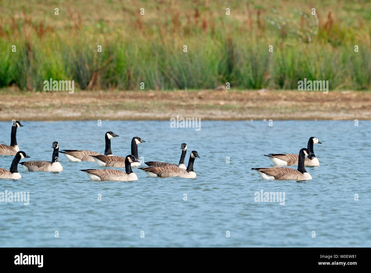 Seine-et-Marne. Disneyland Paris. Natur Dörfer Paris & Center Parcs. Villeneuve die zählen. Künstlicher See und ornithologischen Entwicklung für die Region. Kanada gans Gänse (Branta canadensis) als invasive in die Seine und Marne. Stockfoto