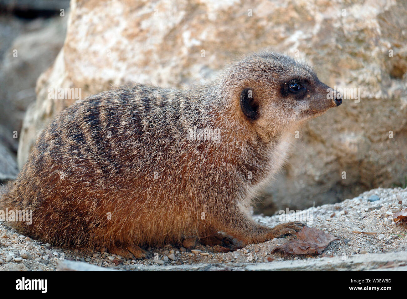 Nahaufnahme einer erdmännchen (suricata suricatta). Stockfoto