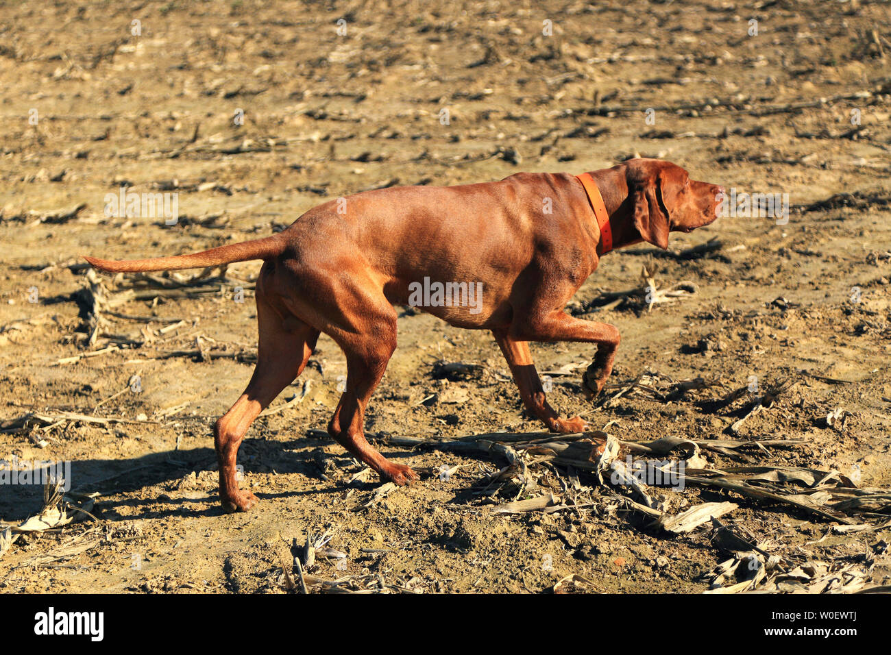 Frankreich, Jagd. Stoppen Hund Stockfoto