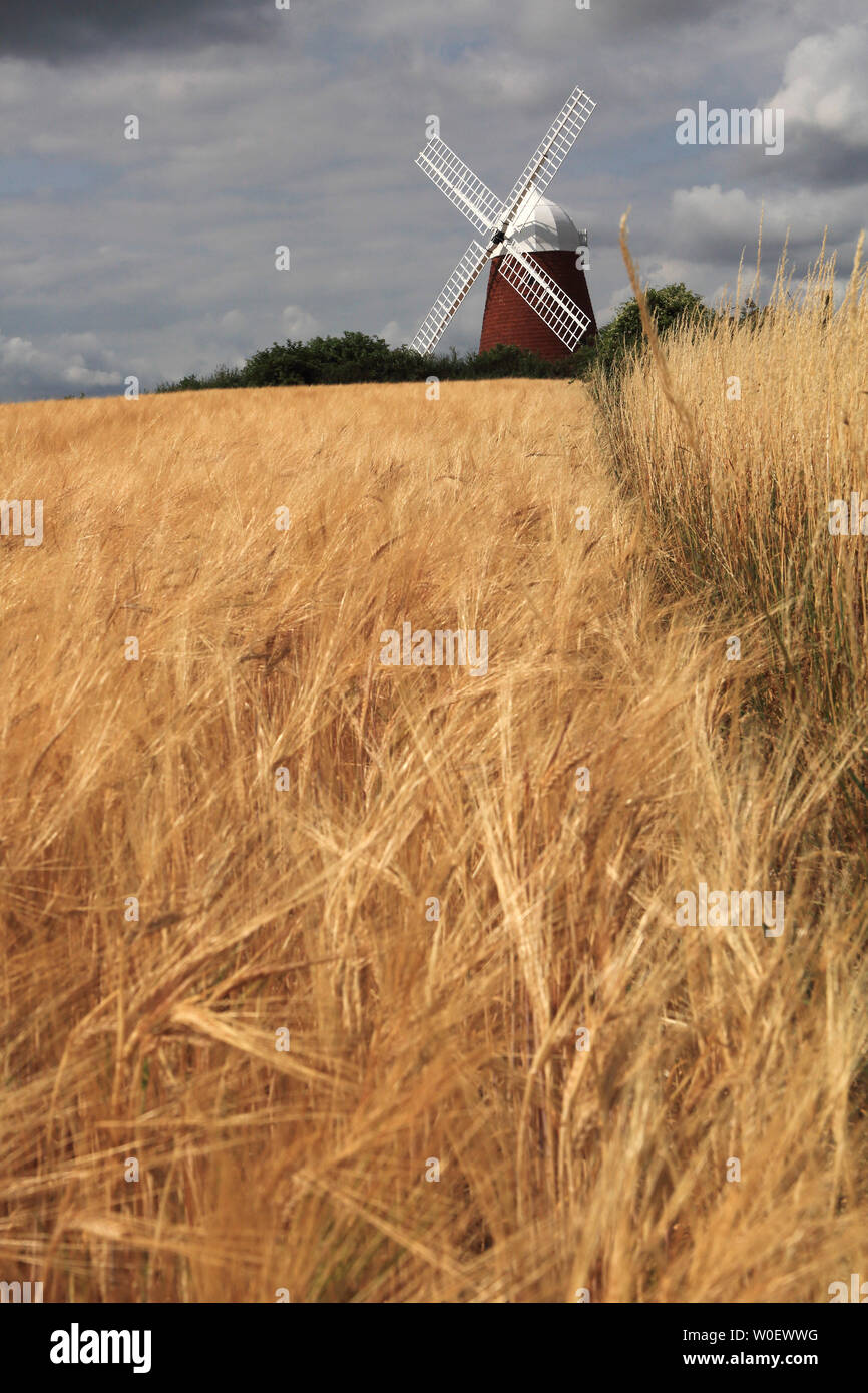 Vereinigtes Königreich, England. Sussex. Chichester. Halnaker Hill. Windmühle Stockfoto