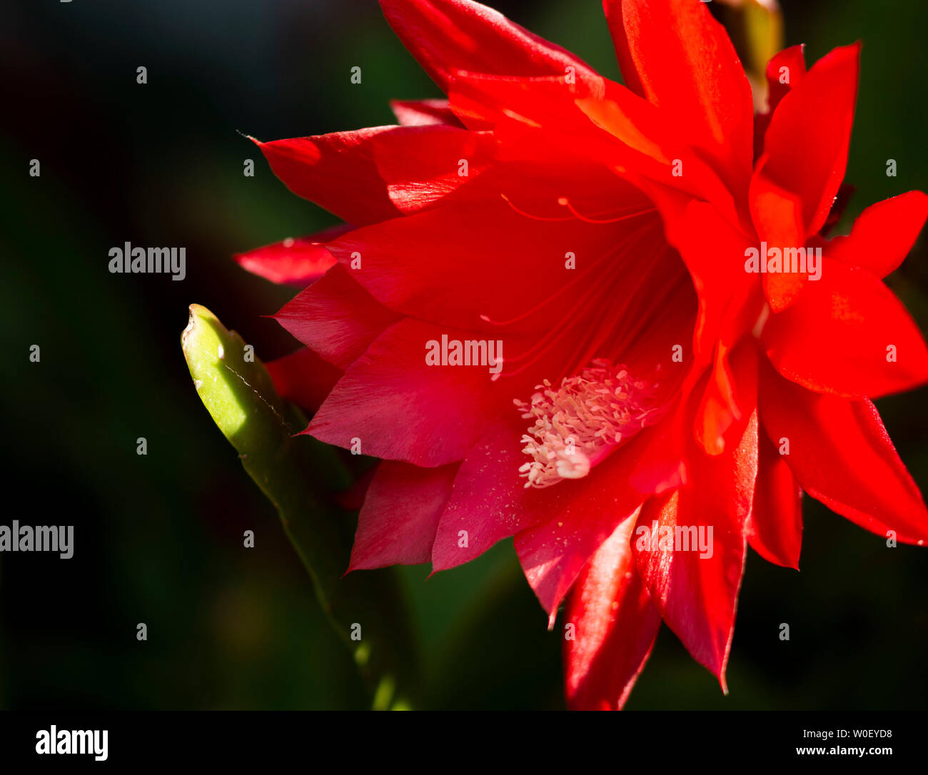 Nahaufnahme von roten Kaktus Blumen Stockfoto
