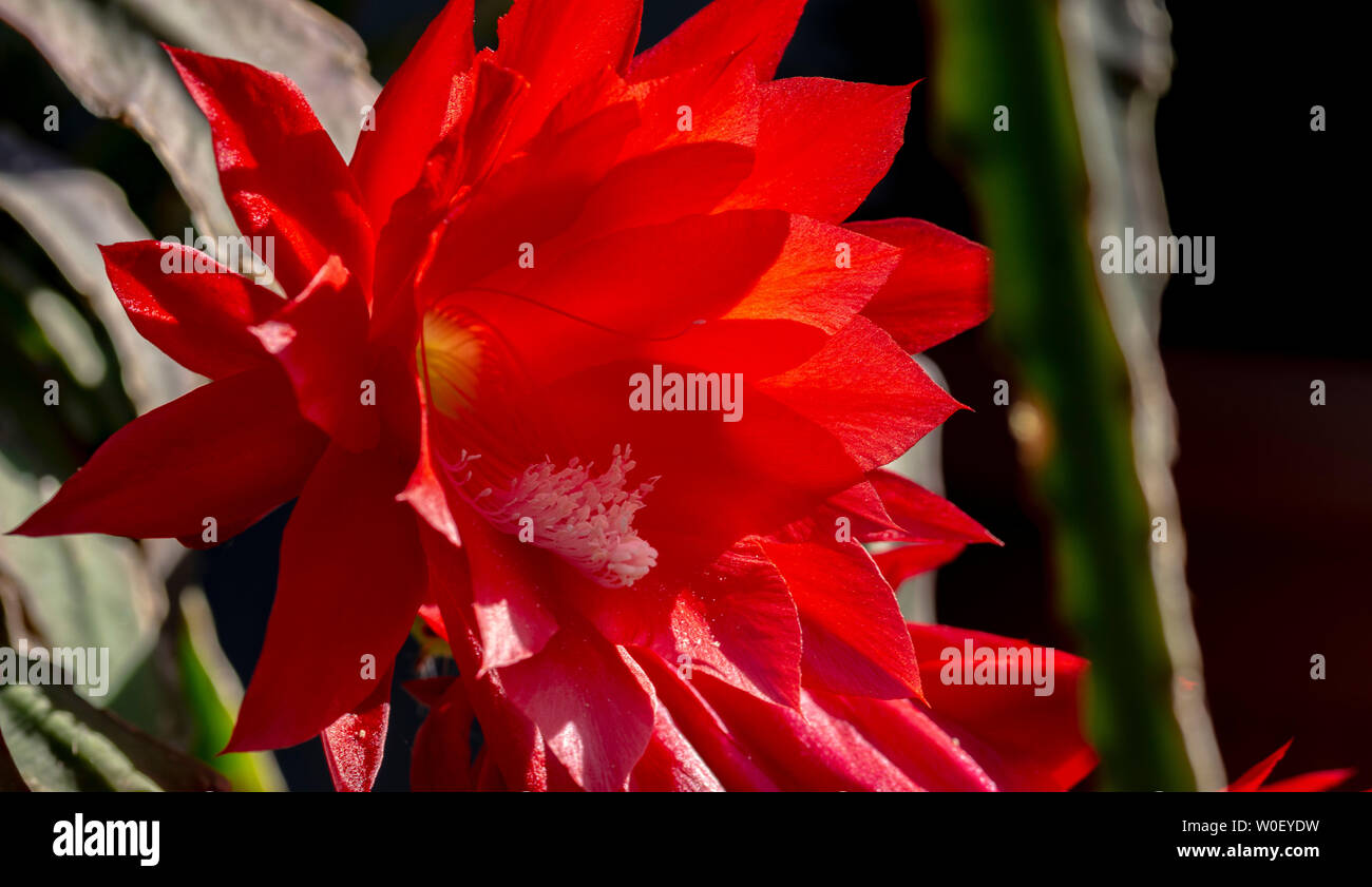 Nahaufnahme von roten Kaktus Blumen Stockfoto