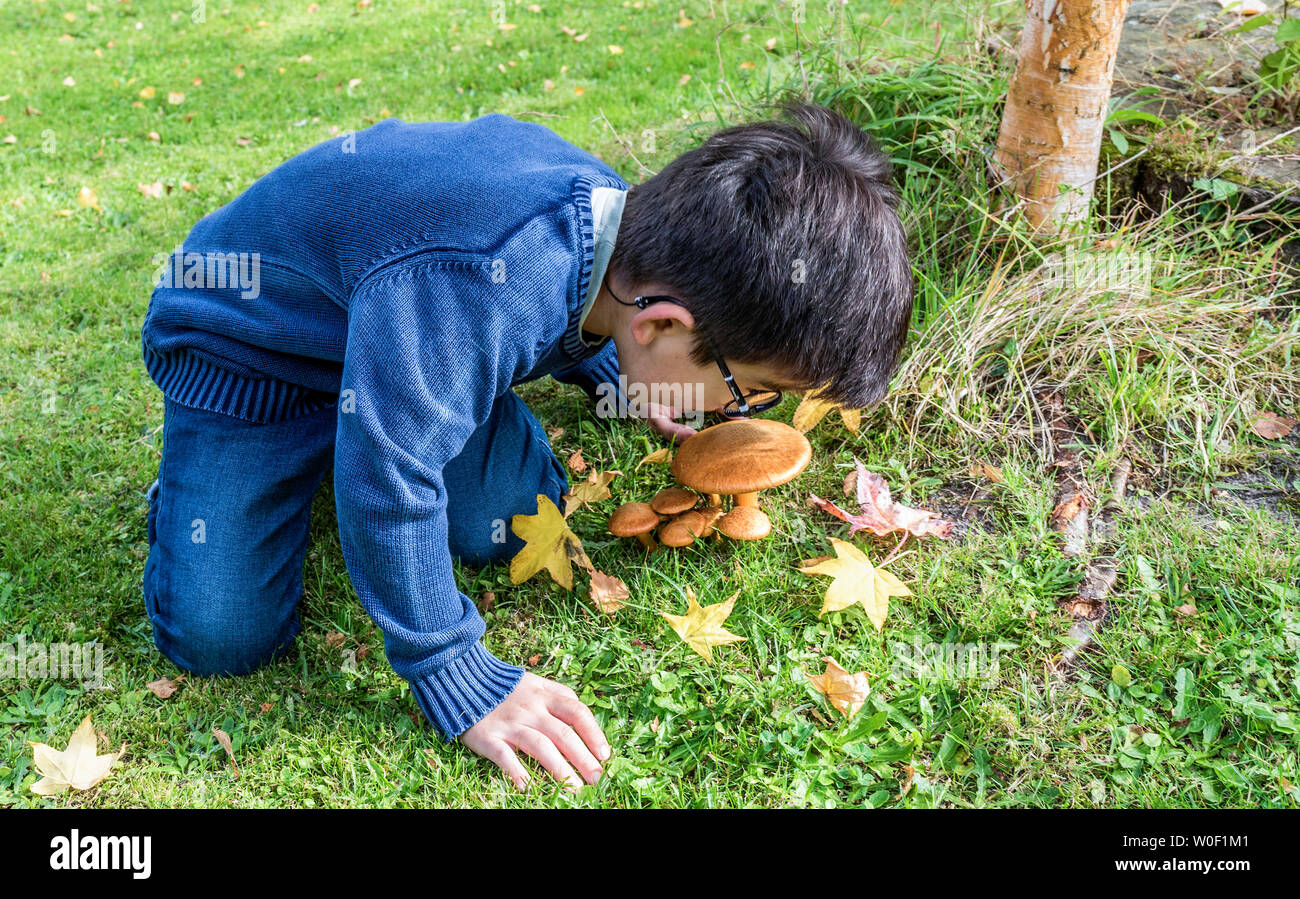 Sechs Jahre alten Jungen Pilze im Wald beobachten Stockfoto
