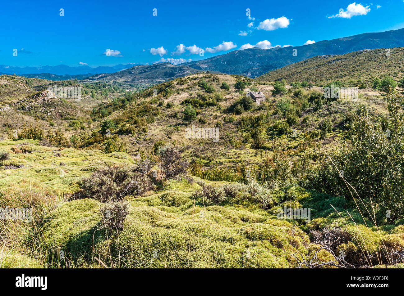 Spanien, Autonome Gemeinschaft Aragón", "Sierra y Cañones de Guara Naturpark, der mascun Canyon Landschaft, Büschen von Ginster und Buchsbaum Stockfoto