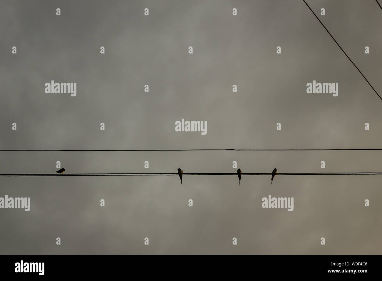 Minimalismus Fotografie, kleine Vögel sitzen auf der elektrischen Kabel Stockfoto