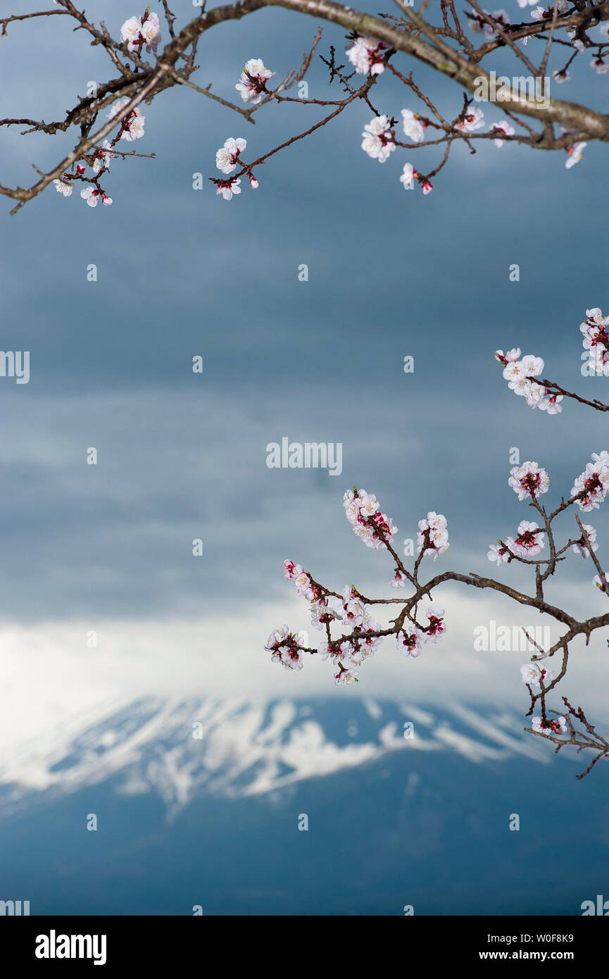 Blooming cherry tree Extremität vor, Kawaguchiko Mount Fuji, Japan Stockfoto