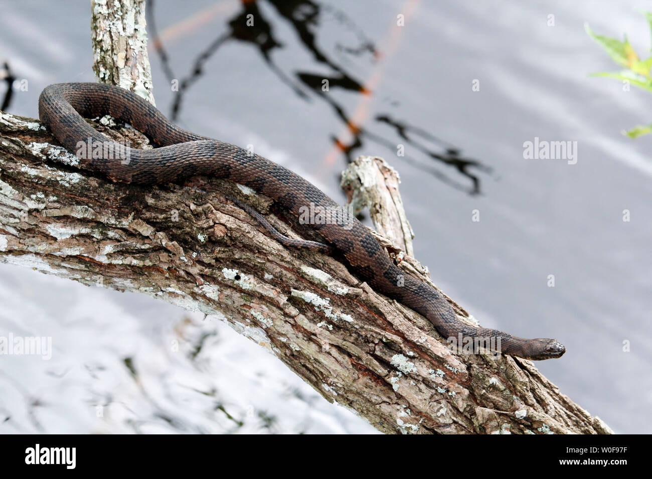 USA. Florida. Big Cypress National Preserve. Tigerpython, eine invasive Arten im südlichen Florida. Stockfoto