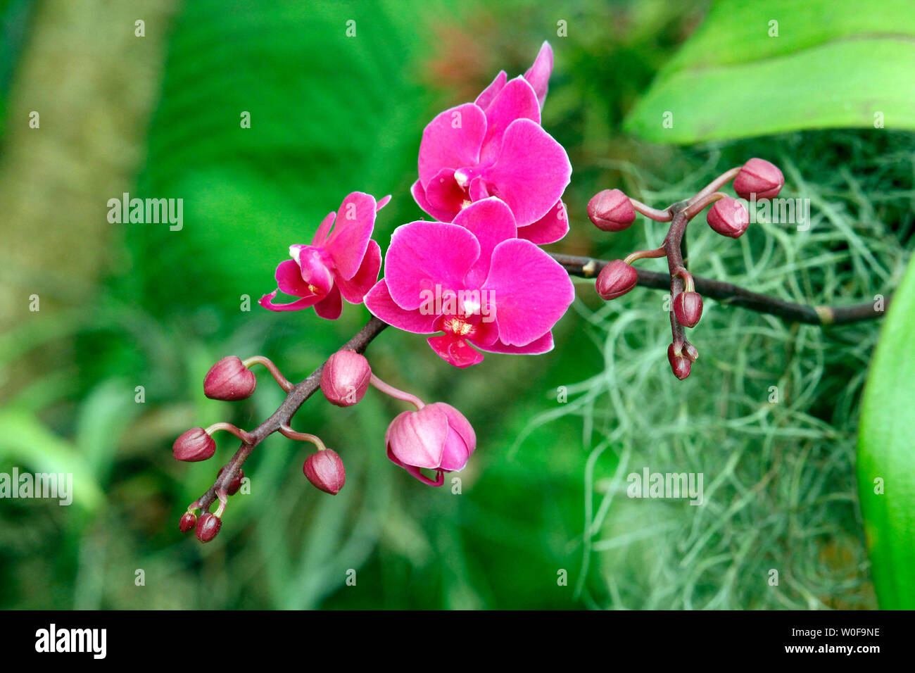 USA. Florida. Wild Orchid. Stockfoto