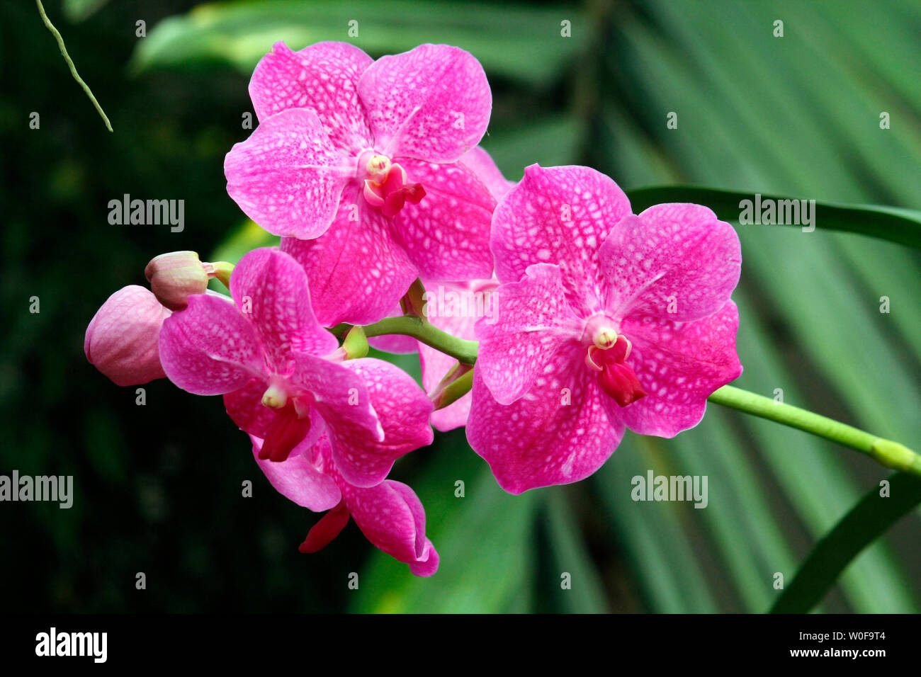 USA. Florida. Wild Orchid. Stockfoto