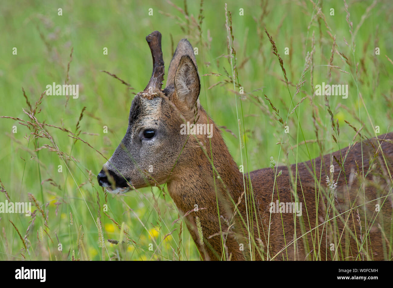Eine Nahaufnahme von einem Reh Hirsch (Hyla arborea) mit einem gebrochenen Geweih auf einer Wiese bei Tophill niedrige Naturschutzgebiet in East Yorkshire Stockfoto
