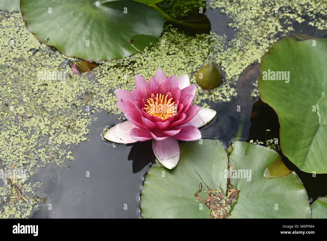 Seerose Blumen Stockfoto